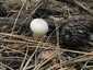 Bimbós pöfeteg (Lycoperdon perlatum), Pilis